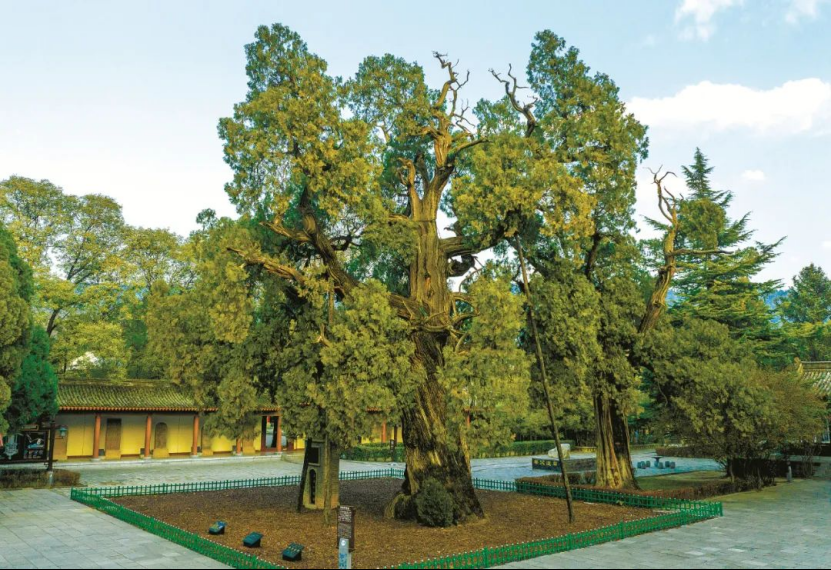 illennium-old trees in Shaanxi麻将胡了2试玩网站探秘陕西5株千年古树｜Visit 5 m(图4)